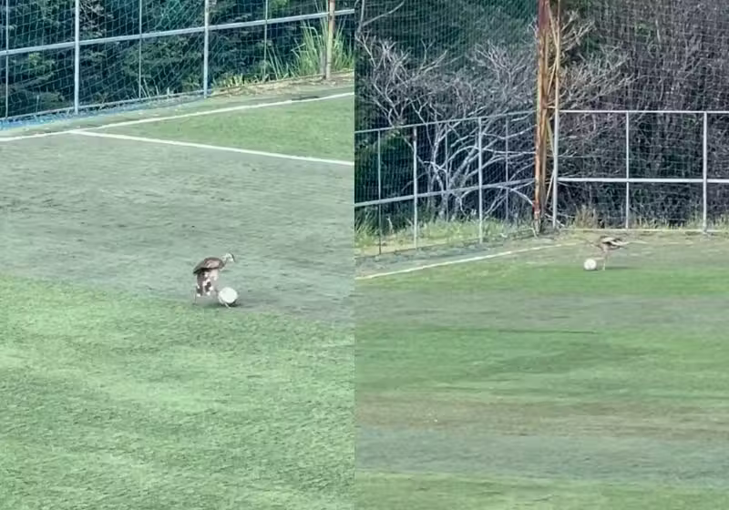 A seriema, de Três Corações (MG), cidade onde nasceu Pelé, brinca com a bola em campo, como se fosse jogadora de futebol. - Foto: digo_germano/Instagram