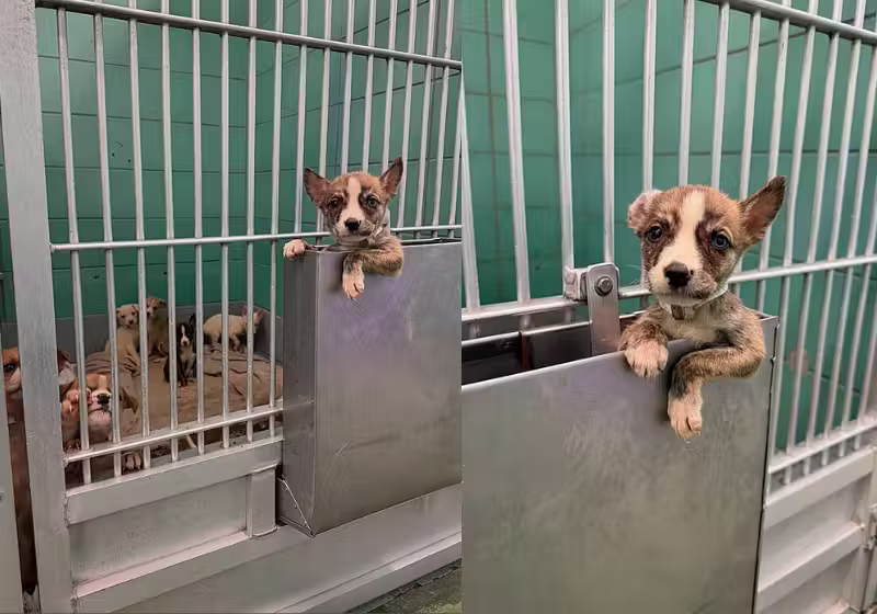 Esse cãozinho, o Mason, é um herói. Ele foge do canil, escapa da eutanásia, nos EUA, e salva também os irmãozinhos. - Foto: @ madtotherescue