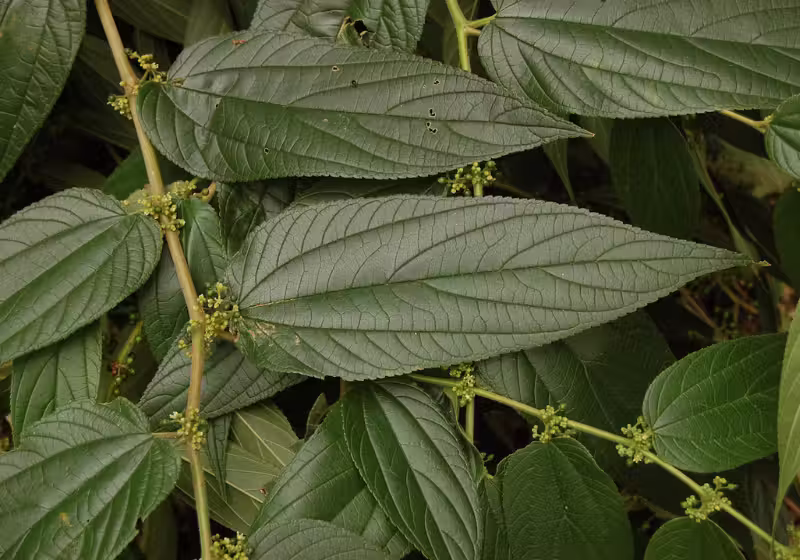 A planta brasileira Trema micrantha blume tem canabidiol para tratar doenças e está sendo estudada por pesquisadores da UFRJ. - Foto: UFRJ