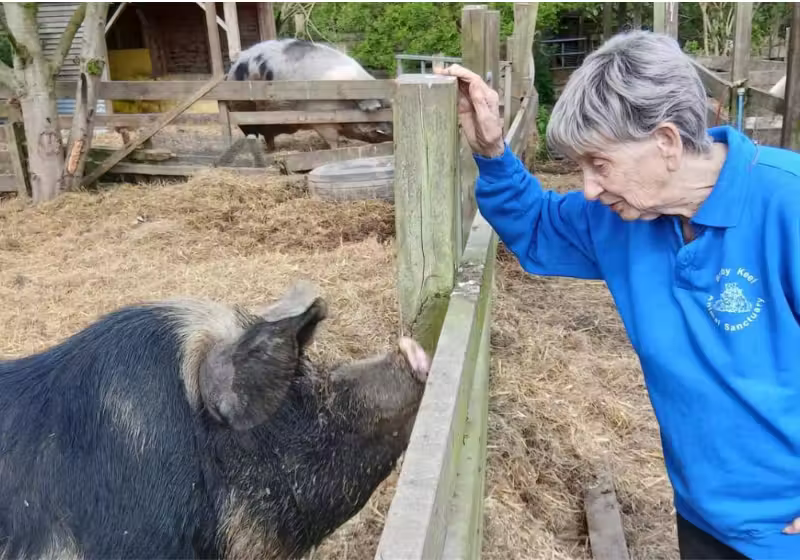 Barby, essa idosa da Inglaterra, já resgatou mais de 10 mil animais e venceu 3 vezes o câncer. - Foto: Barby Keel
