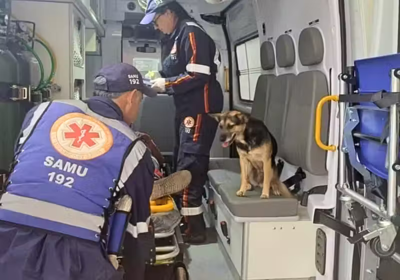 A cachorrinha, do RS, pulou na ambulância e foi junto com o tutor idoso, que havia sido atropelado. - Foto: Reprodução/Samu Rio Grande do Sul