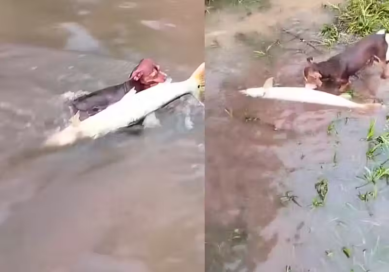 O pinscher pescador, do Mato Grosso, é incrível. Apesar de pequeno, ele pega cada peixão! E os vídeos provam isso.- Foto: @welingtonsaldanha1/TikTok