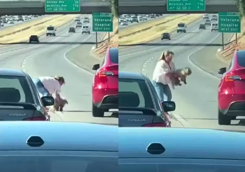 Na Califórnia (EUA), esta mulher parou o carro na rodovia e salvou um cãozinho perdido. Motoristas que vinham atrás perceberam e pararam a estrada para ajudar. - Foto: FOX26 News