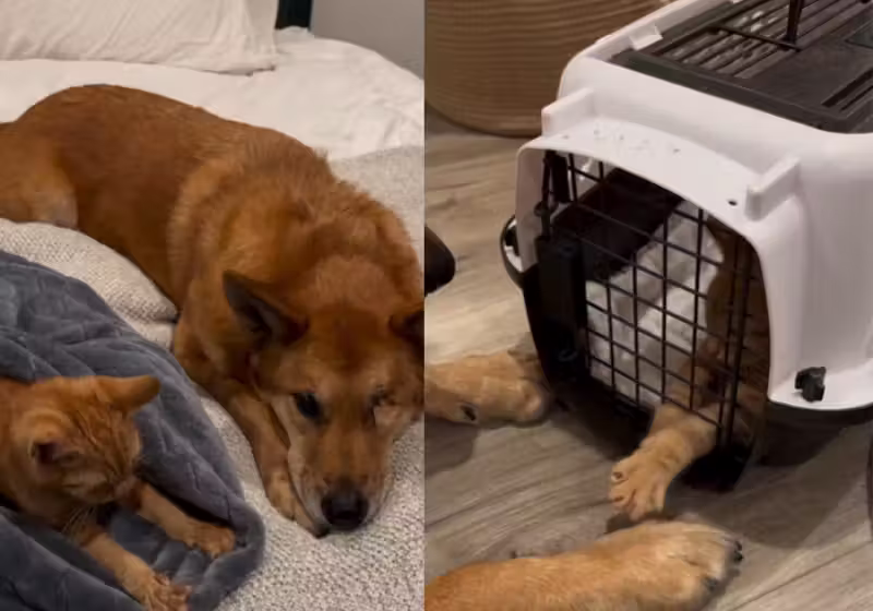 A cachorrinha idosa, de Los Angeles, adotou o gatinho recém-nascido como se fosse cria dela. - Foto: @crushandnellie/Instagram