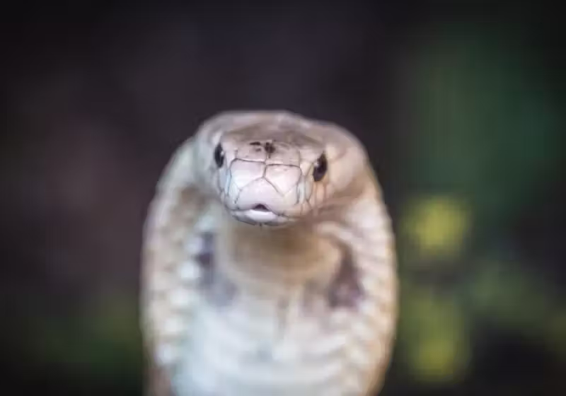 O antídoto feito a partir do corpo de um homem dos Estados Unidos, picado 200 vezes, consegue neutralizar o veneno mortal de 19 cobras. - Foto: Ivan Mattos/Zoológico de Brasília