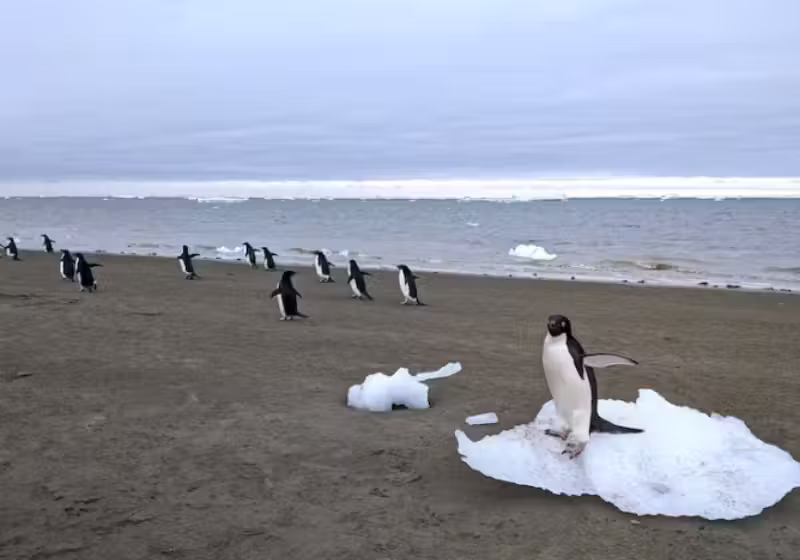 O cocô de pinguim é uma grande aliado para combater as mudanças climáticas. - Foto: Matthew Boyer