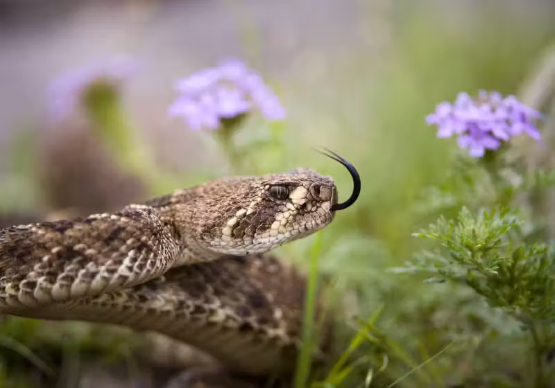 A pesquisa realizada na USP mostrou que o veneno da cobra cascavel consegue matar o câncer de mama agressivo sem prejudicar células saudáveis . - Foto: Joel Sartore