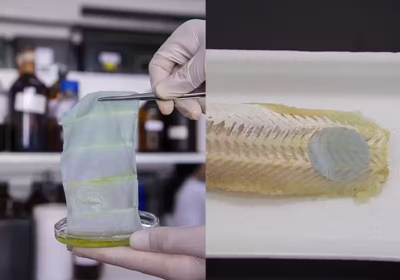 A embalagem muda de cor e moWstra quando o peixe está estragado - Foto: Divulgação / Embrapa