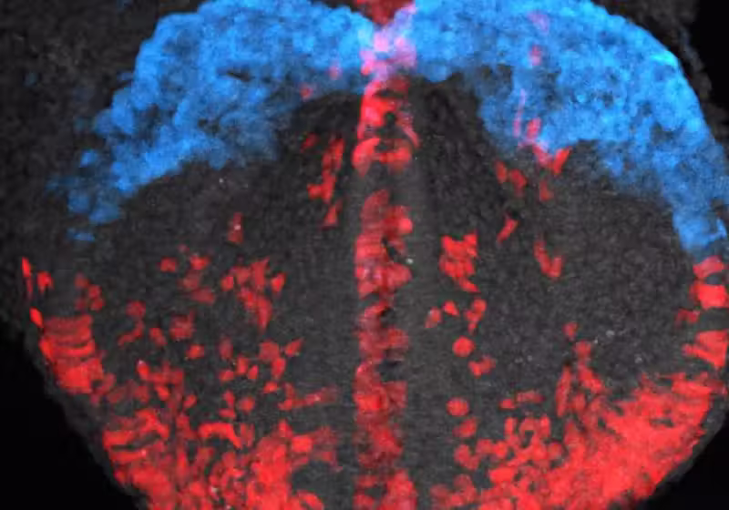 O vídeo inédito, que mostra como o coração se forma, foi gravado por pesquisadores de Londres. - Foto: UCL