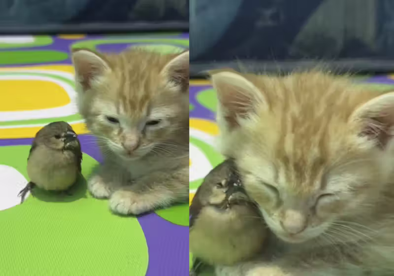 O gatinho e o passarinho, da Indonésia, se tornaram melhores amigos. Fofura! - Foto: @nesybingg/TikTok