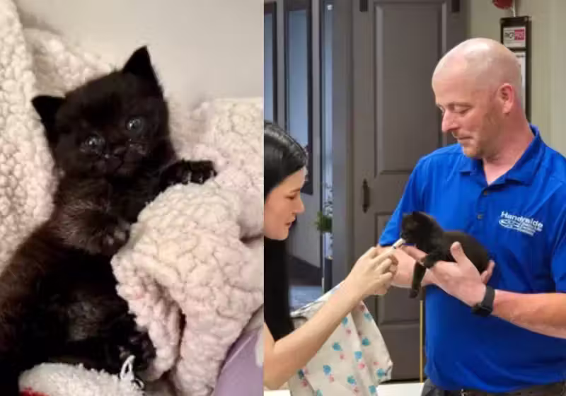 O encanador Jason, dos Estados Unidos, resgatou um gatinho jogado em um saco de lixo, pela janela de um carro. O bebê foi socorrido, medicado, e já encontrou um lar- Foto: Olivia Thomas