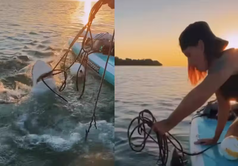 Charity Clark usou as próprias mãos para salvar um tubarão preso numa rede de pesca na Flórida (EUA). - Fotos: Cassie Bailey (via SWNS)
