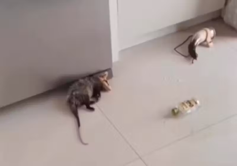 O gambá bebum invadiu uma casa, bebeu toda a cachaça e dormiu na cozinha, em Palhoça (SC). O resgate animal foi chamado e o video viralizou. -