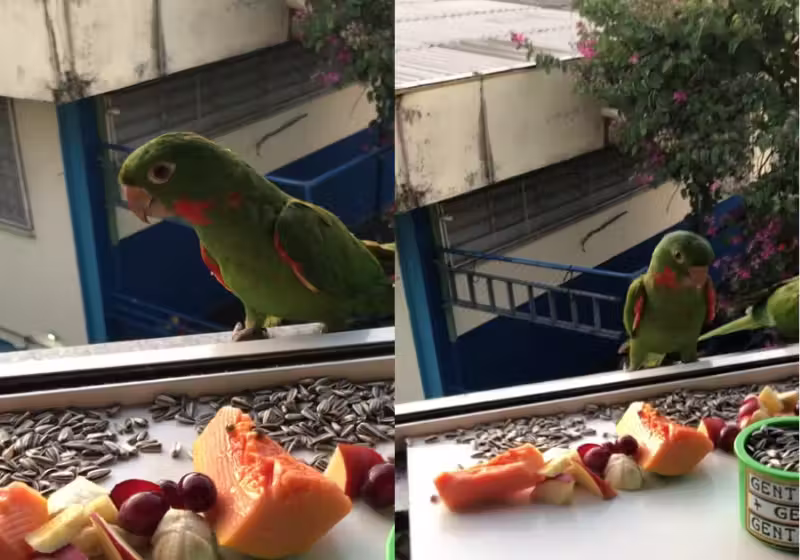Cecília, uma mulher de São Paulo, põe alimentos todos os dias os para pássaros livres na janela do apartamento dela. - Foto: @cecidasaves/TikTok