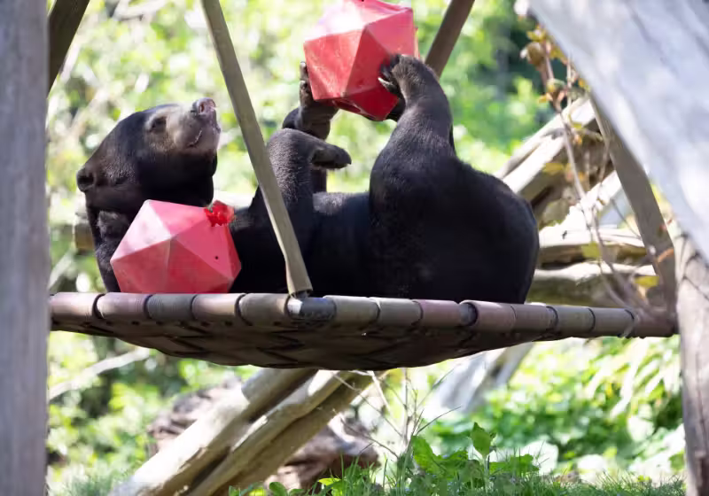 O câncer da ursa Babu, que vive em um zoológico em Edimburgo, entrou em remissão depois de um tratamento com remédios escondidos no mel. - Foto: RZSS