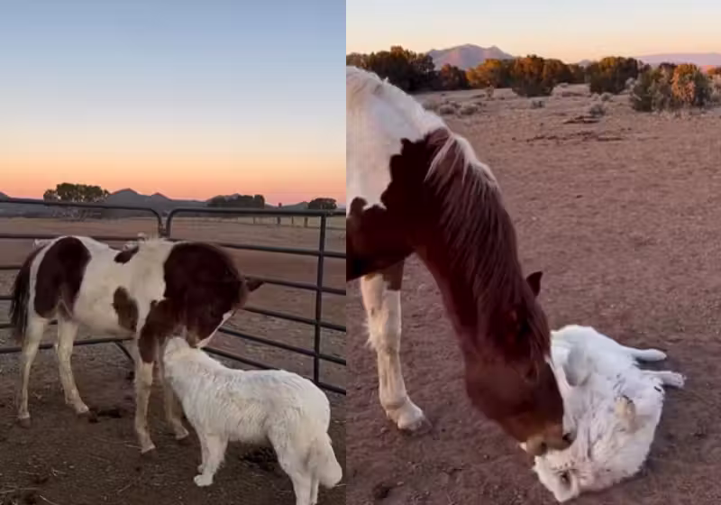 O cavalo traumatizado, nos Estados Unidos, não resistiu aos carinhos do cachorrinho. - Foto: @stellamariabaer/Instagram