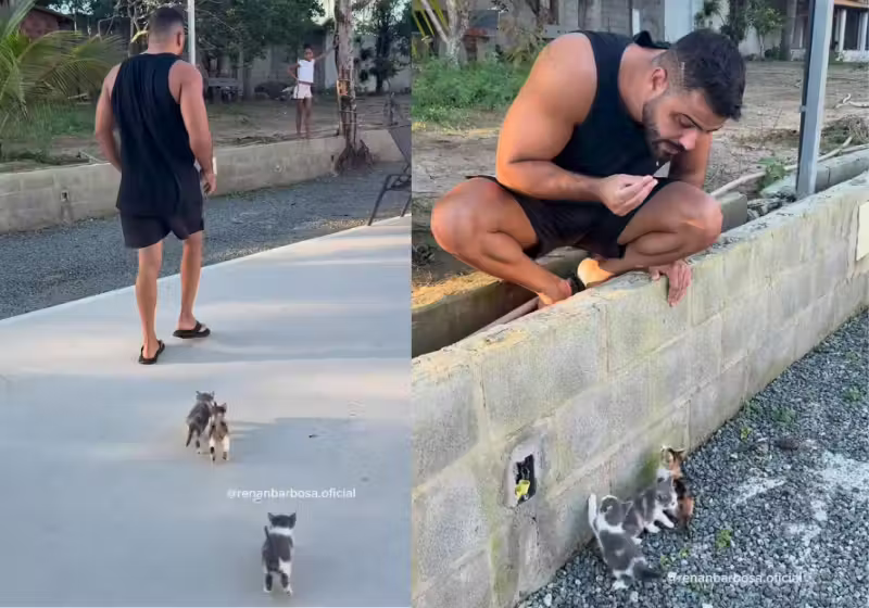 Os filhotinhos de gato não dão chance, escolhem o tutor e o seguem até o influenciador Renan adotar a família toda, em Feira de Santana (BA) - Foto: @renanbarbosa.oficial