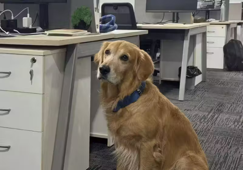 O golden Denver, da Índia, é o novo Diretor de Felicidade de uma grande companhia e está cumprindo muito bem sua função. - Foto: Ramesh Ranjan