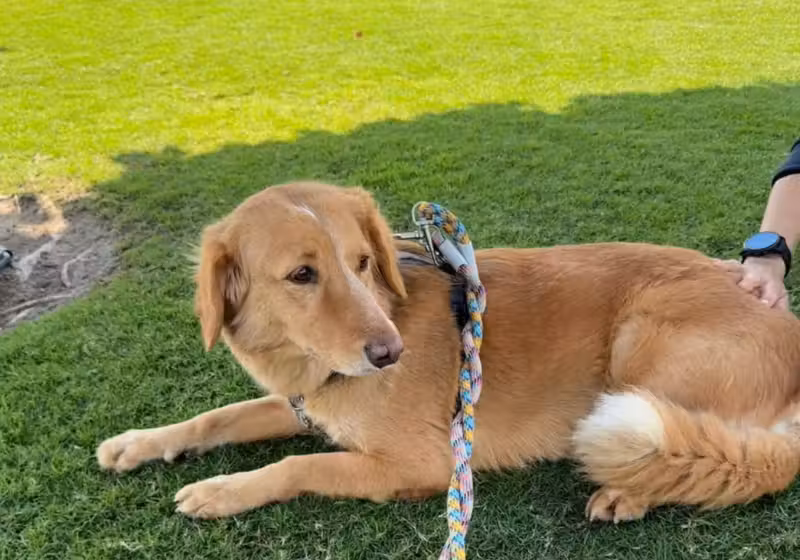 A cachorra Amber ficou perdida por 36 dias, andou 160 km e foi encontrada em uma ilha. - Foto: BNPS