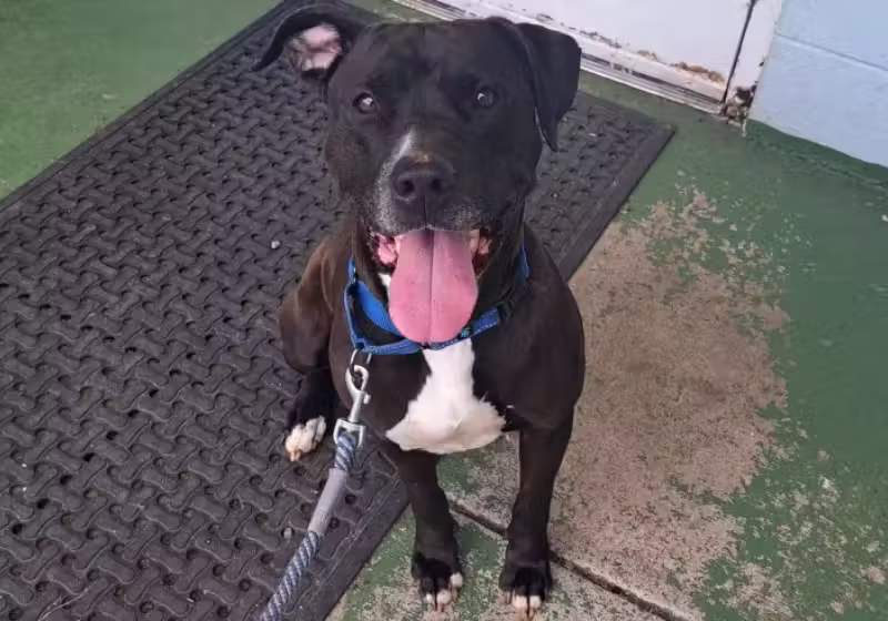 A cachorrinha Sienna avisa ao homem que estava na feira de adoção, nos EUA, sobre a convulsão, sem nunca ter sido treinada. - Foto: Friends of Campbell County Animal Control/Facebook