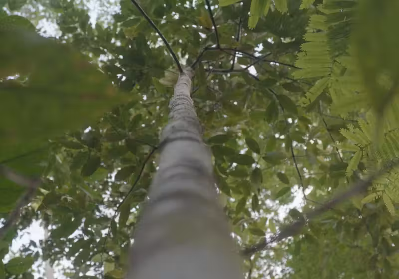 Pau-cravo reaparece após mais de 40 anos, no Pará. A árvore estava quase extinta. — Foto: Reprodução