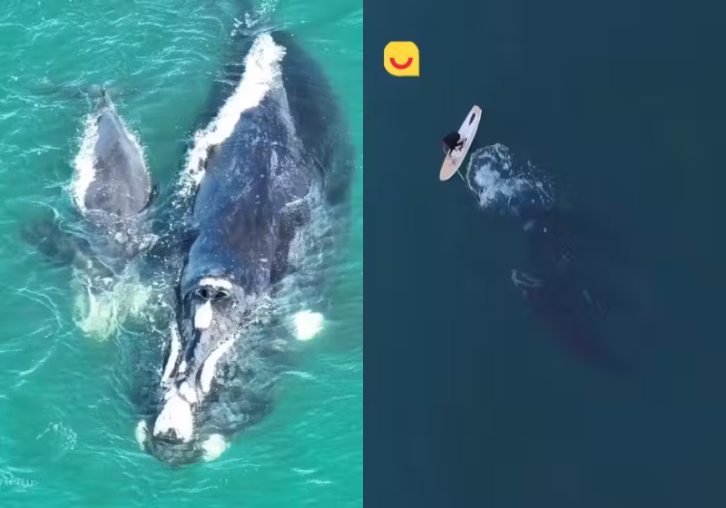 A baleia presa em uma rede de pesca numa praia de Florianópolis foi resgatada por um profissional usando Stand Up Paddle. - Foto: CBMSC