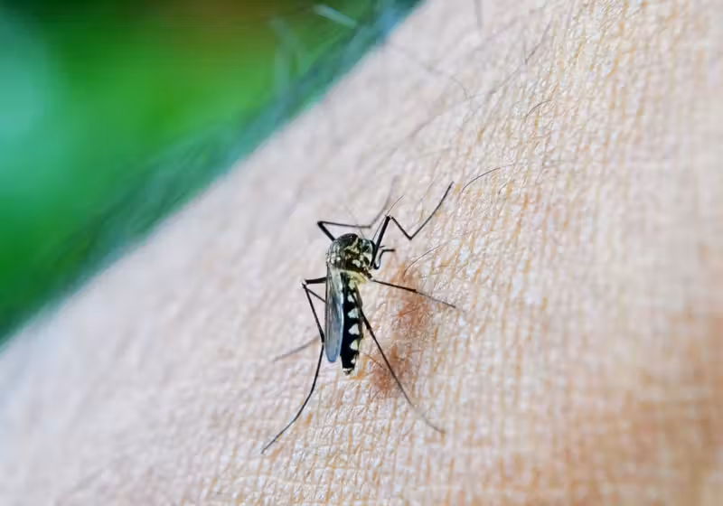 O novo repelente pode se tornar nova arma no combate ao mosquito da dengue - Foto: Pixabay