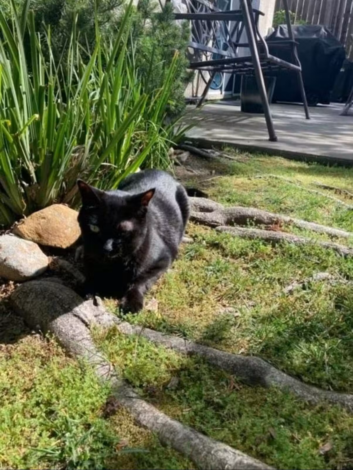 O gato Jak, que participou da pesquisa em 2023, teve sobrevida maior sem efeitos colaterais. - Foto: Tina Thomas