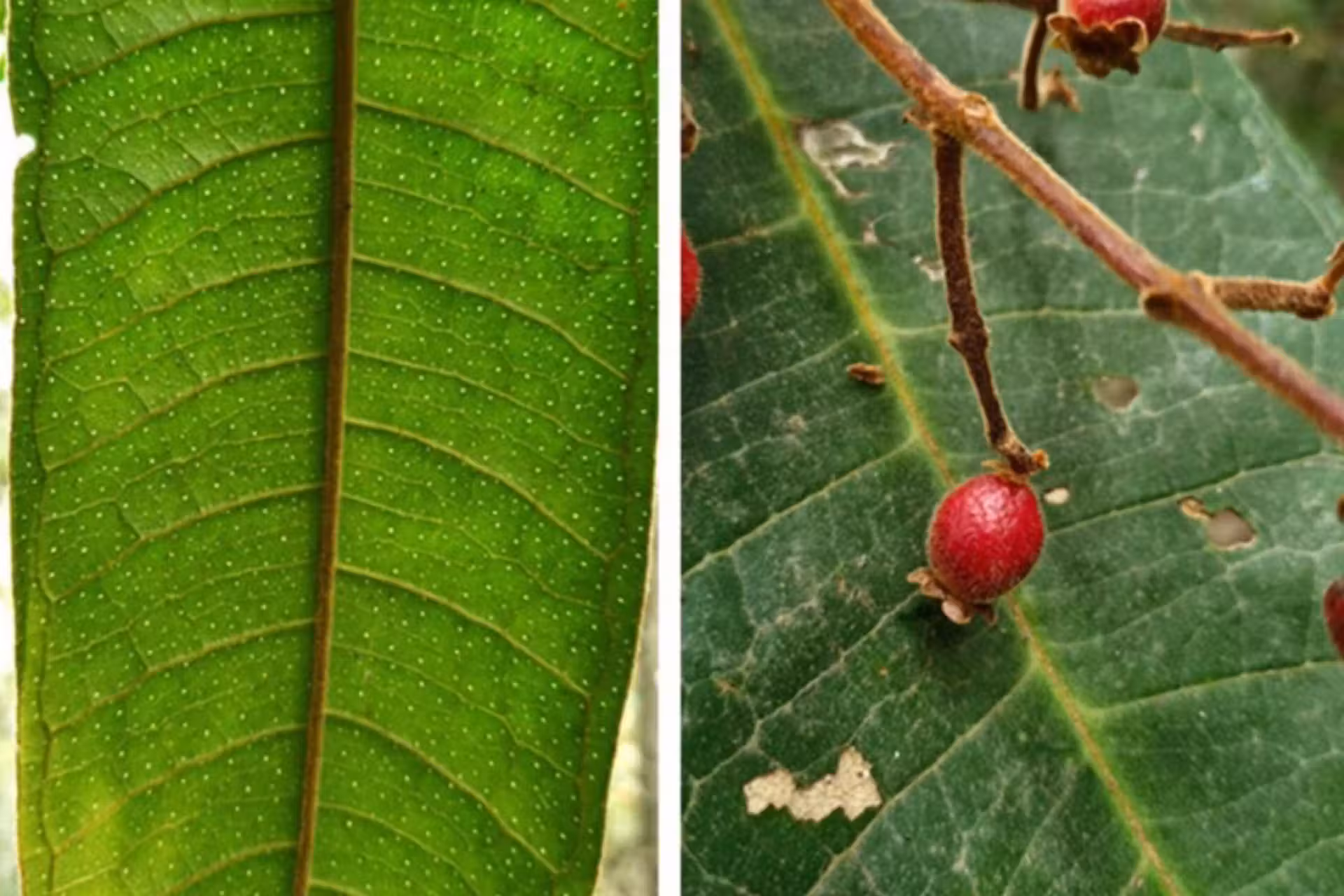 A nova árvore é da mesma família das jabuticabas, pitangas, goiabas, araçás e gabirobas. - Foto:UFV