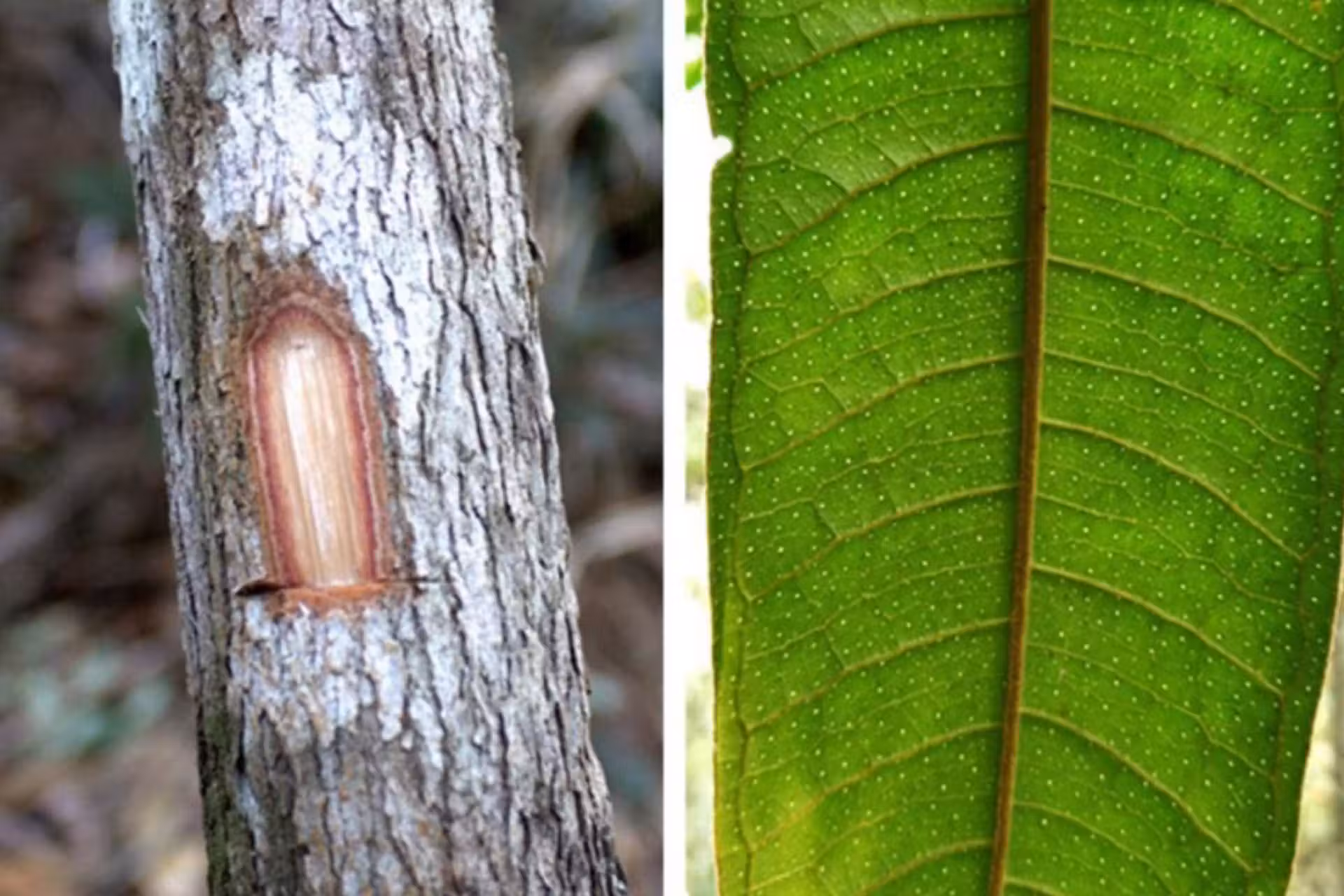 A nova árvore descoberta em MG é pequena e pode atingir até seis metros de altura. - Foto: UFV