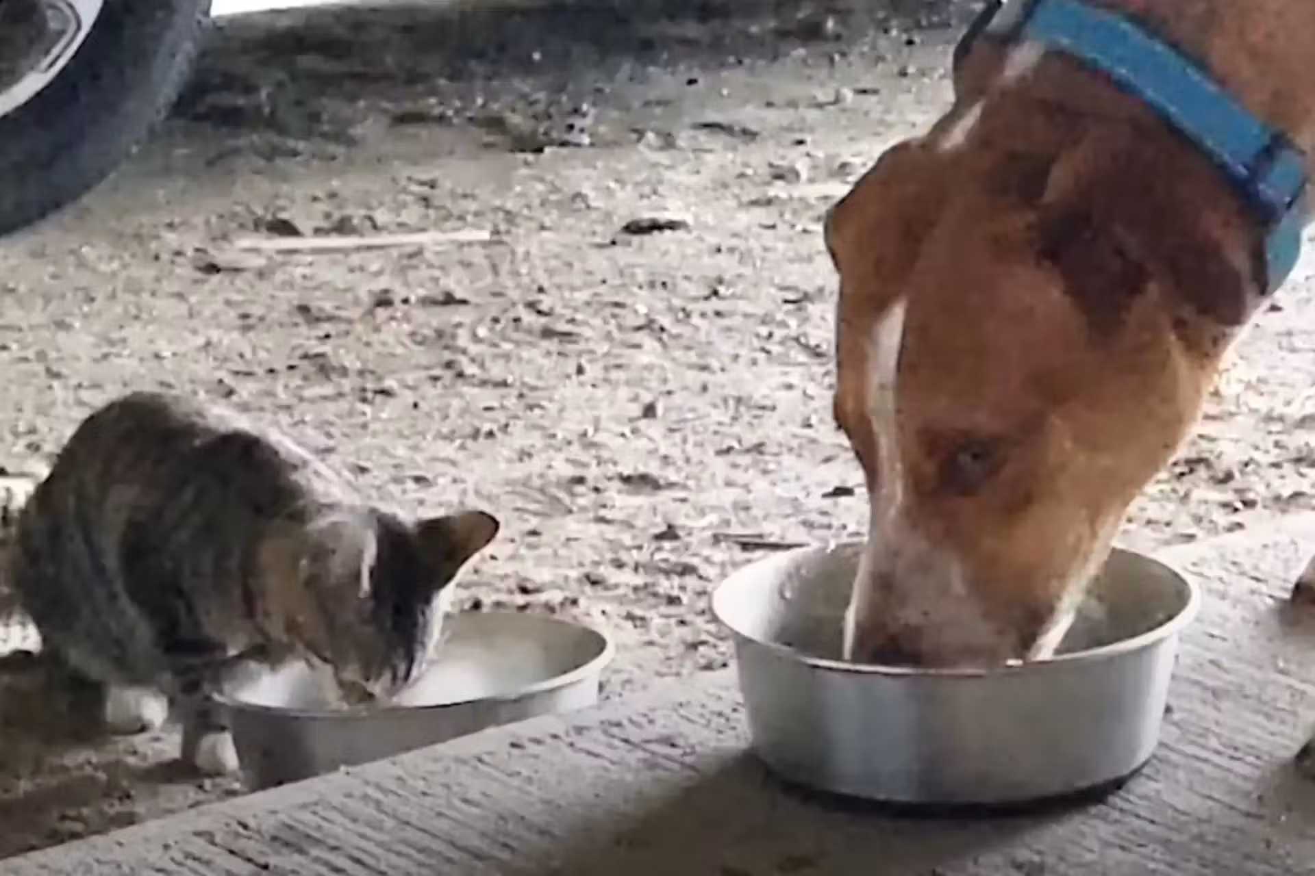Roman, o caramelo adotado, fez a família dos Estados Unidos adotar a gatinha também e hoje eles comem juntos. Foto: The Dodo