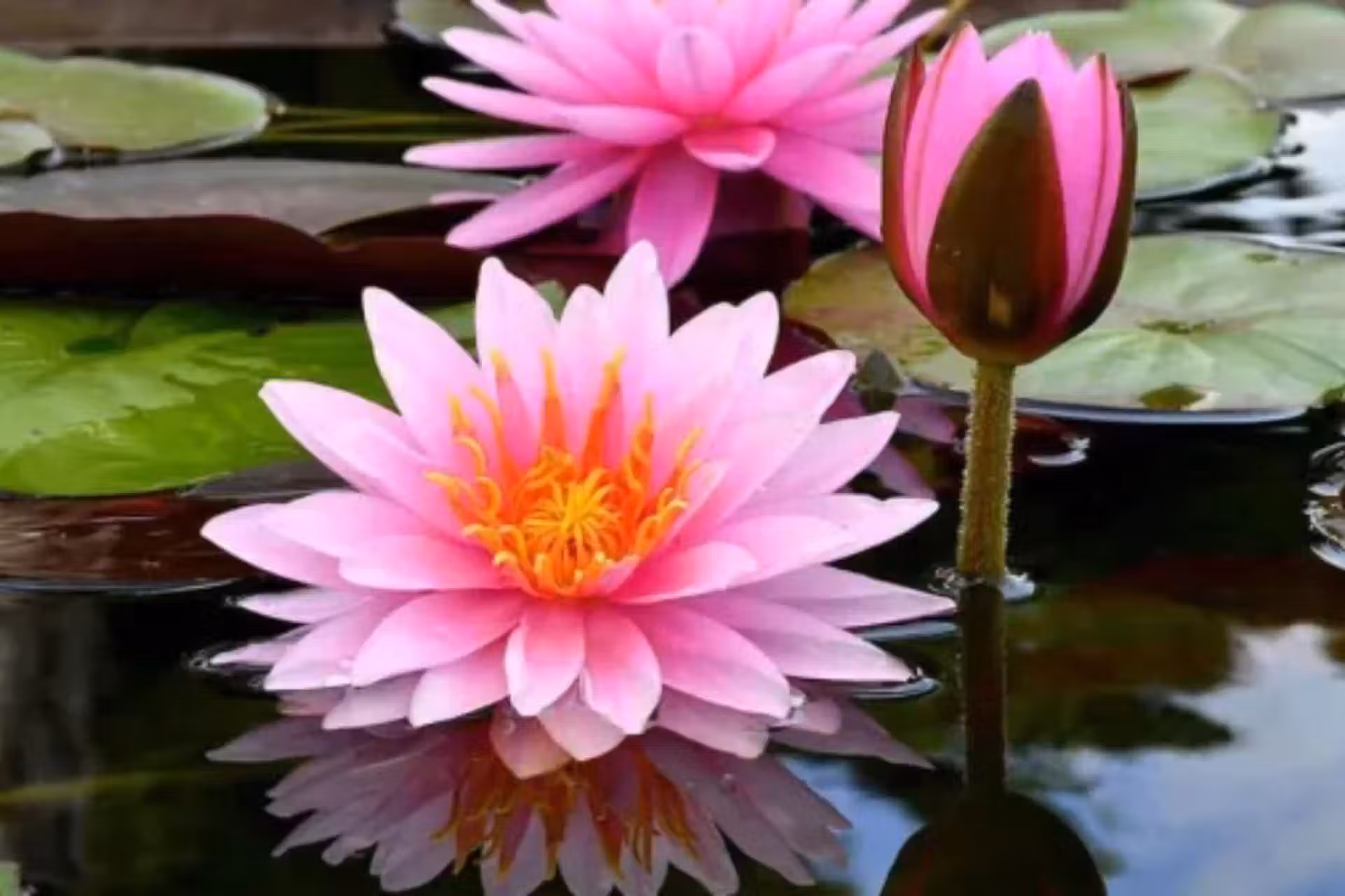 A flor de lótus, que todos achavam que havia morrido, voltou a florescer após 33 anos em um lago despoluído na Caxemira. - Foto: reprodução/Yogaflordavida