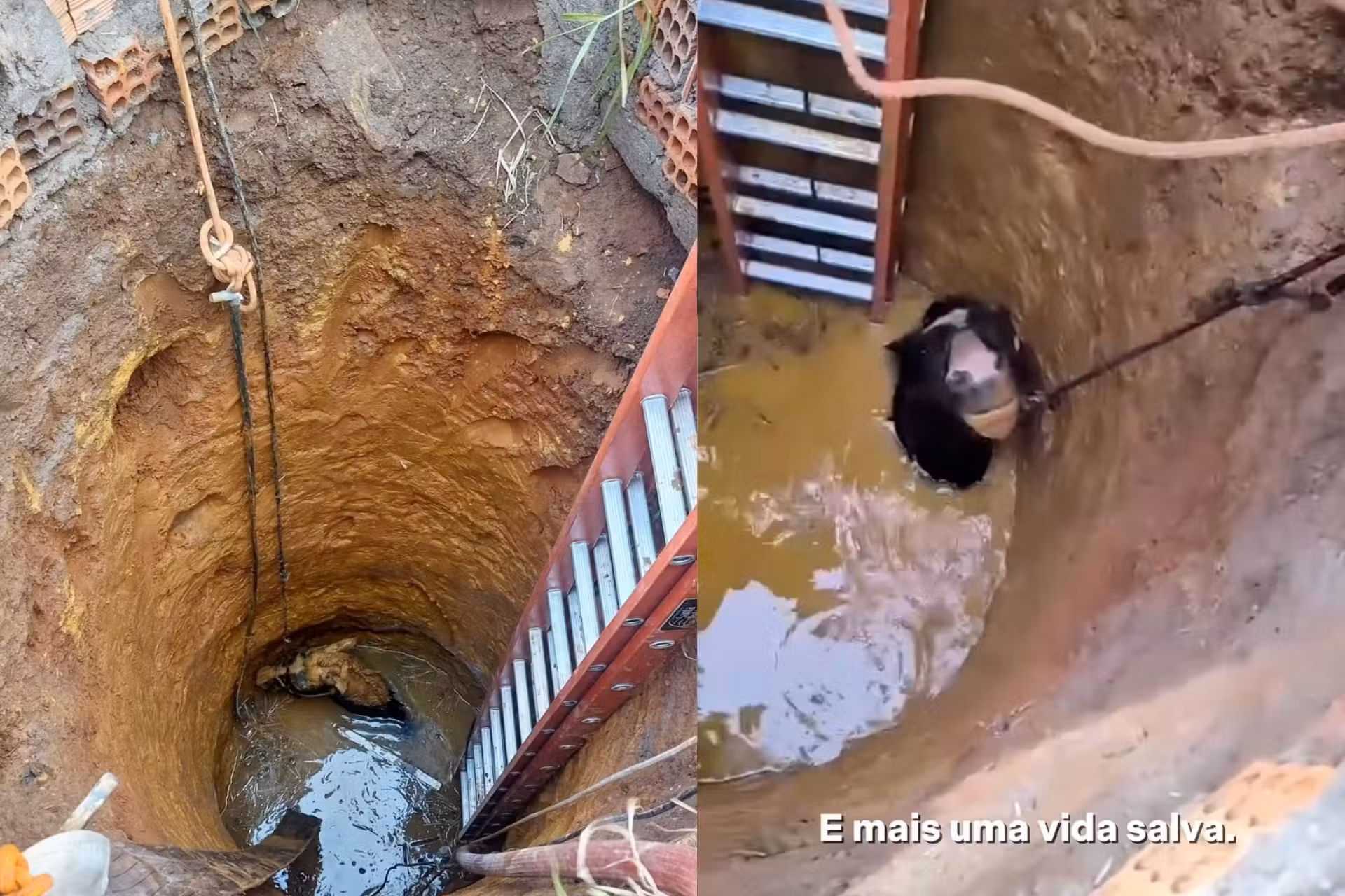 Os bombeiros resgataram o cavalo que caiu em um poço de 7 metros e estava só com a cabeça para fora da água, em Criciúma (SC). - Fotos: CBMSC/Instagram