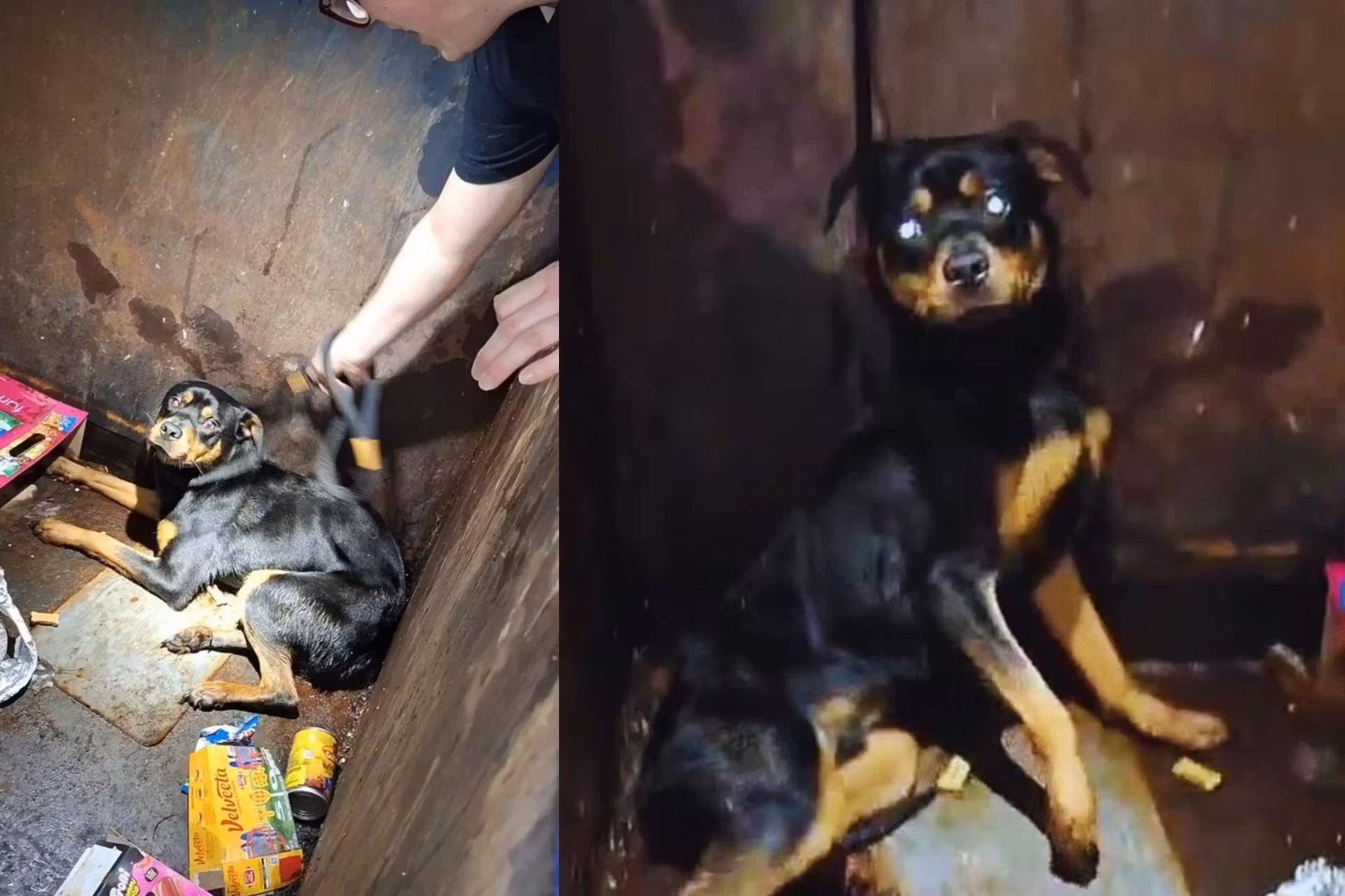 Oscar, o cachorrinho jogado no lixo para morrer, foi socorrido por uma ONG, cuidado e agora ganhou um um lar de verdade nos EUA. - Fotos: Instagram @furapawsitivefuture