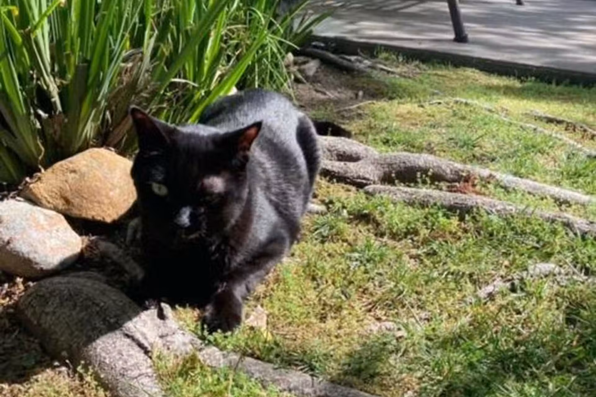 Medicamento Experimental Contra Câncer Em Gatos Pode Beneficiar Humanos: Descoberta Promissora 2 Um medicamento experimental contra o câncer, usado em gatos dos Estados Unidos com a doença, como o Jak, teve resultados animadores e pode ajudar seres humanos. Foto: Tina Thomas