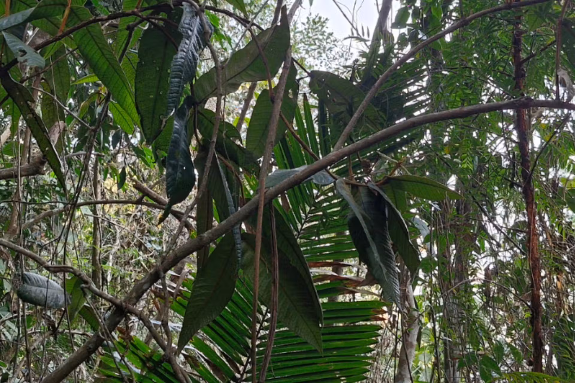 A nova árvore da Mata Atlântica, descoberta em Minas Gerais, é da família jabuticabas, pitangas, goiabas, araçás e gabirobas - Foto: UFV