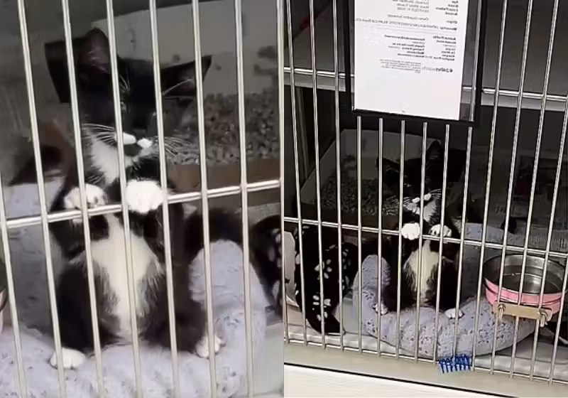 O gatinho frajola "pedia" para ser adotado com as patinhas. O vídeo dele emocionou tanto que o felino encontrou um novo lar - Foto: Main Line Animal Rescue (MLAR)