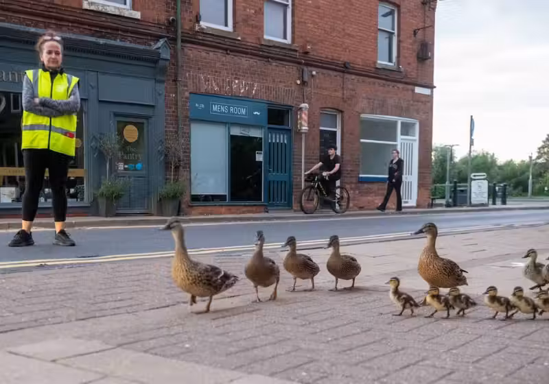 O amor desses humanos por uma família de patos é encantador! Eles guiam as aves toda noite para evitar novos atropelamentos, em uma cidade da Inglaterra. - Foto: SWNS