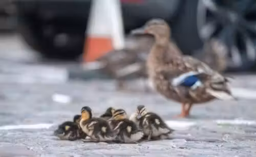 Pato-real com patinhos e cones de trânsito - Foto: SWNS