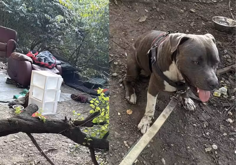 O pitbull esperto pediu ajuda para os tutores, que estavam desmaiados na mata. Um homem entendeu, foi até o local e resgatou os dois. - Foto: Gary ‘Ellgene‘ Thynes/Facebook