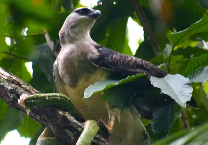 A ave uiraçu era considerada extinta, mas foi reencontrada por pesquisadores do Paraná. O último avistamento dela foi em 1999. - Foto: reprodução