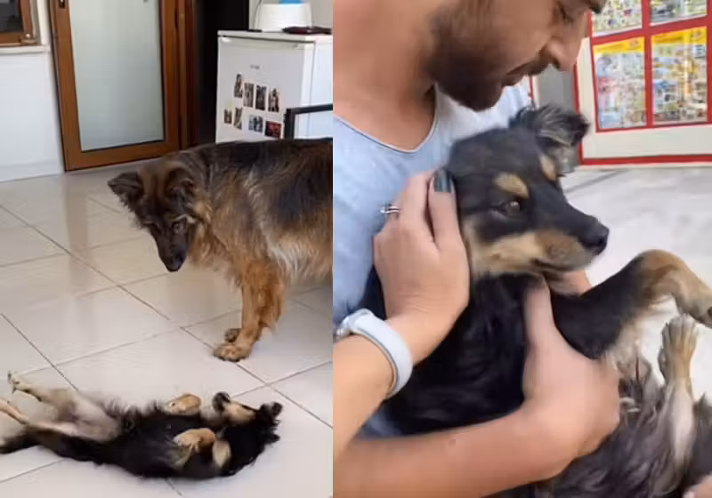 O casal tirou a cachorrinha da rua e deu lar, carinho e uma família linda - Foto: reprodução Tiktok