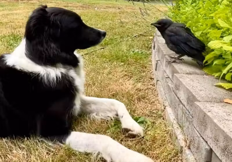 O cachorro e o corvo se tornaram melhores amigos e hoje não se separam mais. Amizade que parece filme, mas é vida real. - Foto: Autumn Buck