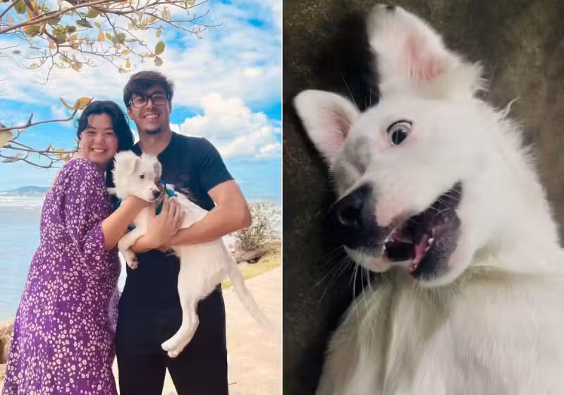 Zoki, o cachorro surdo foi adotado por um casal também surdo e está aprendendo a se comunicar com os tutores em Libras, em São Paulo. - Foto: arquvo pessoal