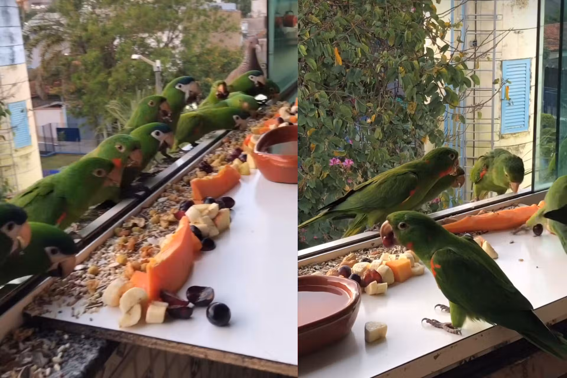 Dezenas de aves, das espécies maritaca, maracanã e periquito-rico, vão todo dia na janela de um apartamento em São Paulo tomar o café da manhã. A dona faz um banquete para eles. - Foto: reprodução/Instagram