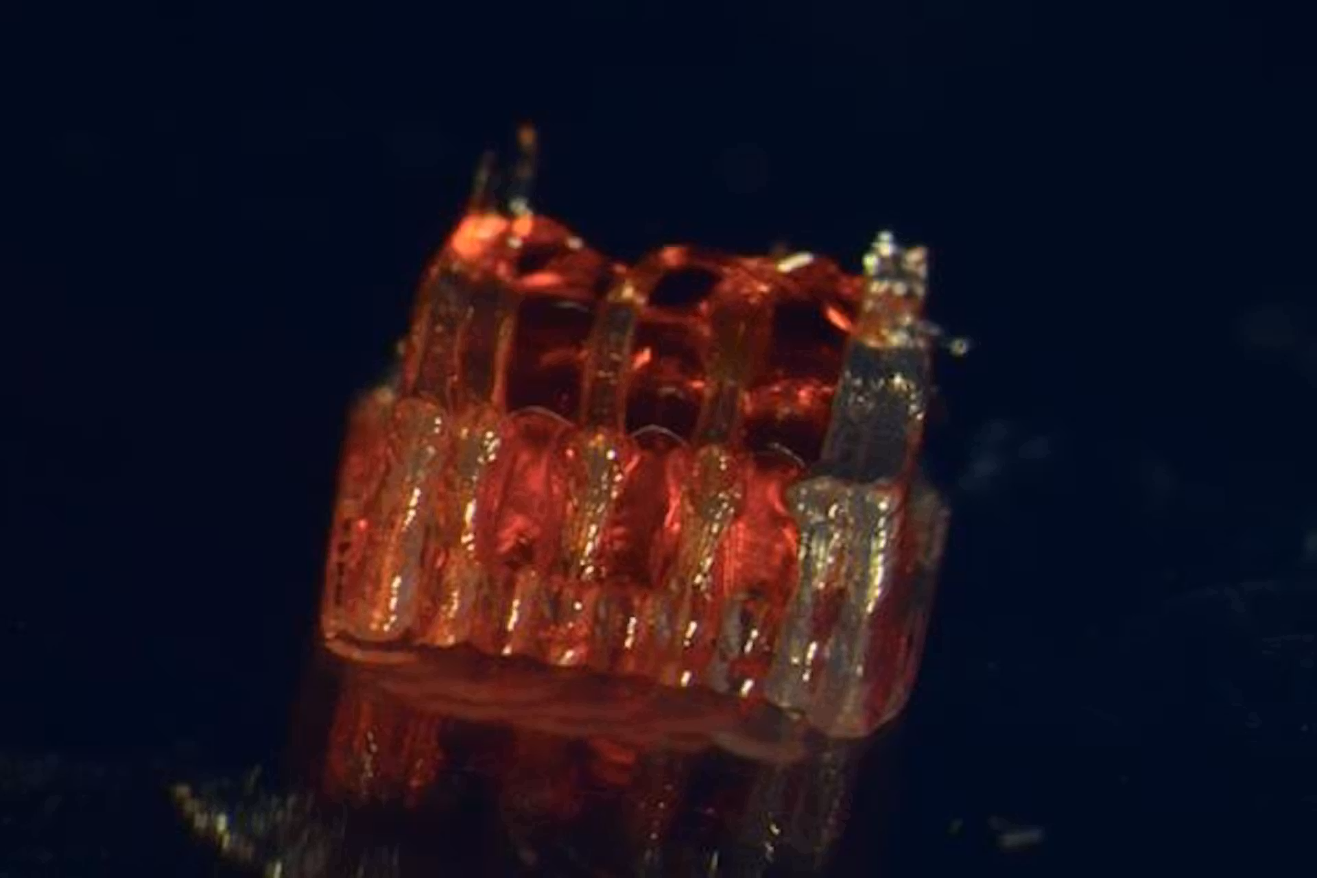 Cientistas dos EUA conseguiram recuperar medula espinhal lesionada construindo uma espécie de andaime, em 3D. Reverteram lesões em ratos. - Foto: McAlpine Research Group / University of Minnesota
