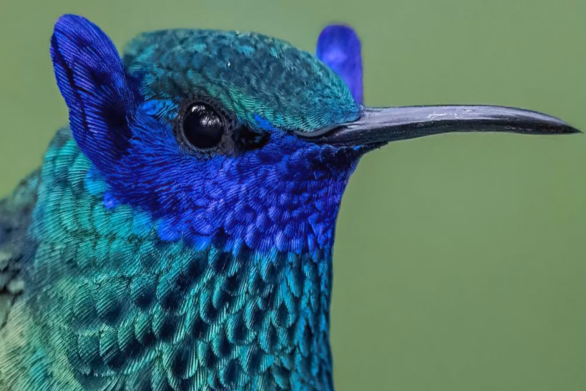 O fotógrafo registrou o beija-flor com orelhas azuis na Colômbia e a imagem rara está correndo o mundo. - Foto: Diego Emerson