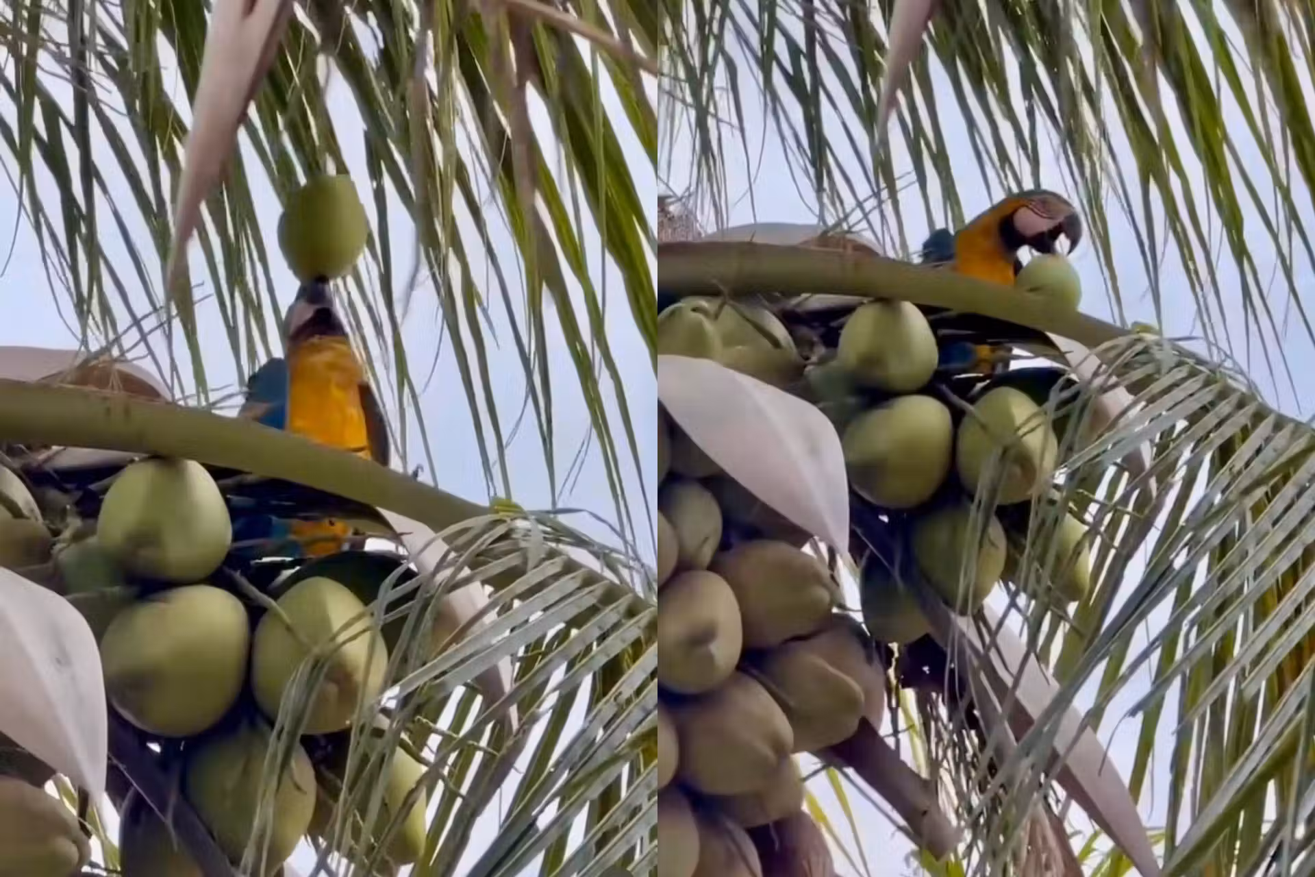 O flagrante da arara equilibrando e tomando água de coco no alto de um coqueiro, foi feito em Cuiabá (MT}. - Foto: reprodução/Instagram