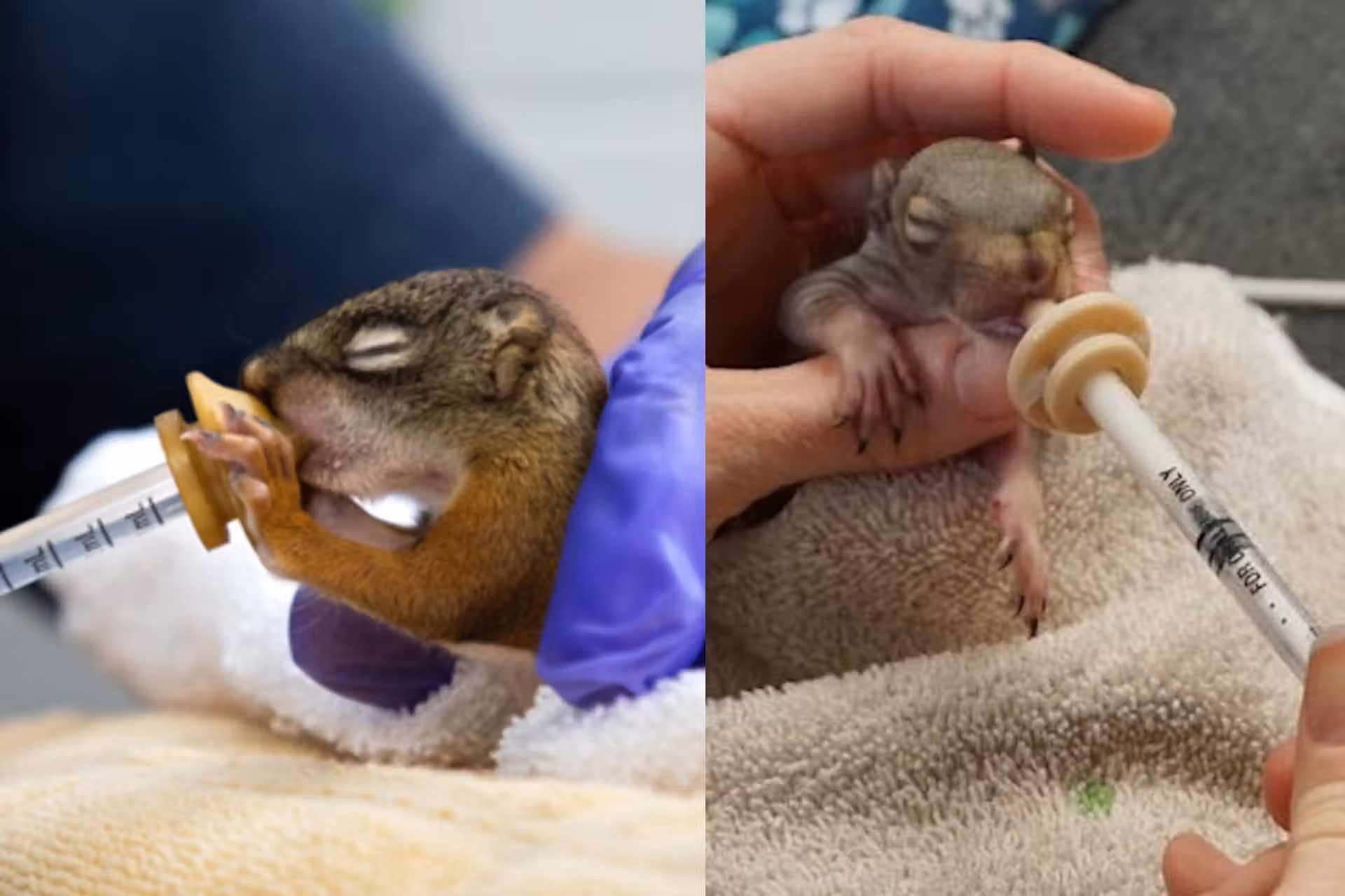 284 animais órfãos e feridos estão sendo cuidados por detentos em cadeias de Ohio EUA, em parceira com uma ONG que resgata animais. - Fotos: ohiowildlifecenter