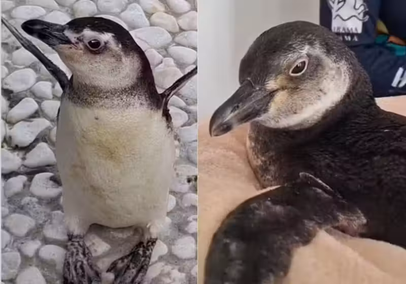 Pinguim faz transfusão de sangue e ajuda colega com anemia no Espírito Santo. Na foto, o animal que fez a doação (esquerda) e o que recebeu (direita). — Foto: Ipram